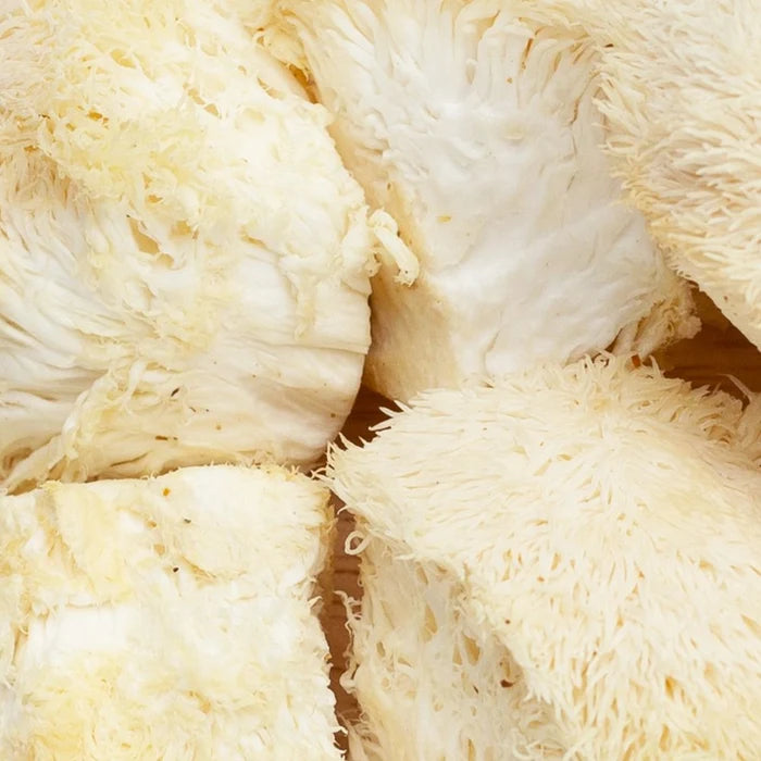 Lion's Mane Mushroom